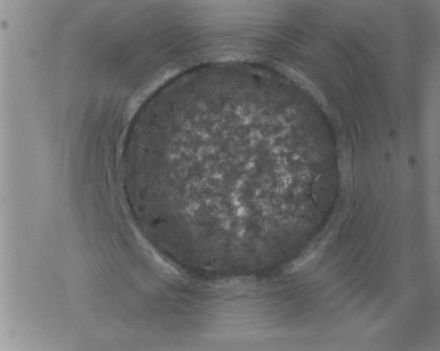 X0000076100721200610061706