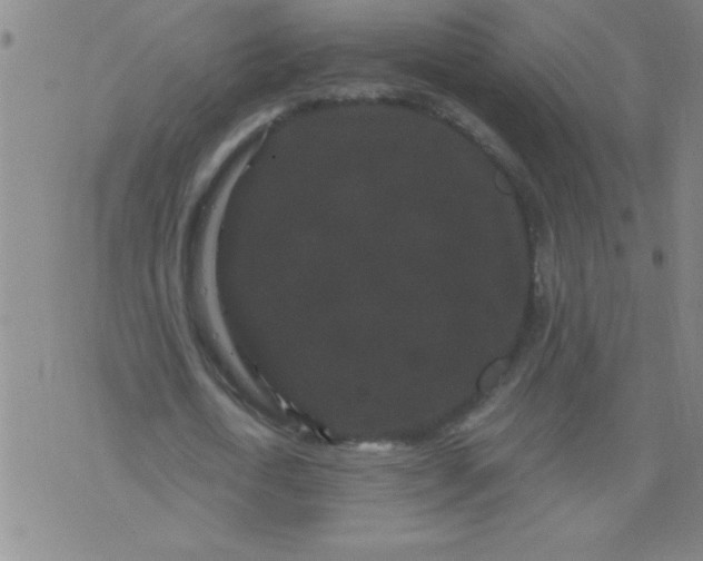 X0000076100722200610061706