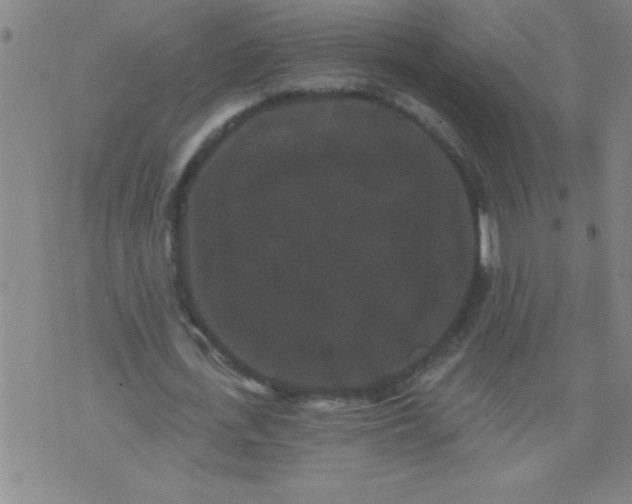 X0000076100723200610061706