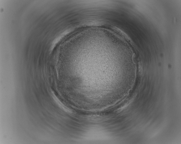 X0000076100725200610061706