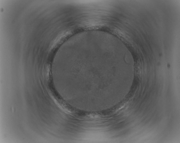 X0000076100742200610061706