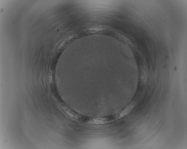 X0000076100758200610061706