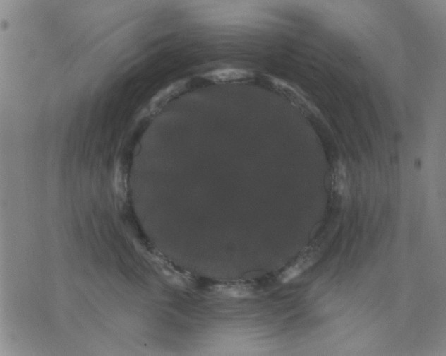 X0000076100763200610061706