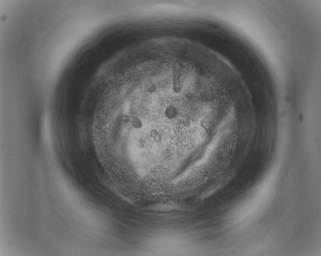 X0000076100765200610061706