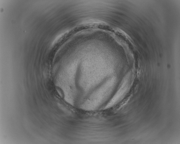 X0000076100775200610061706