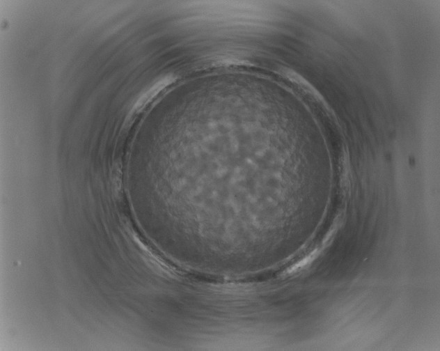 X0000076100785200610061705