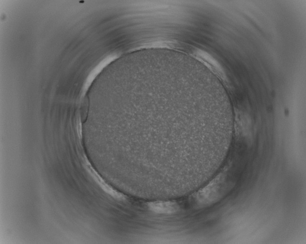 X0000076100804200610061705