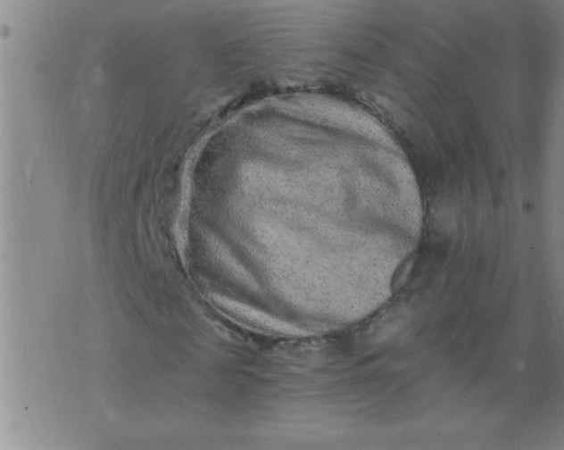 X0000076100817200610061704