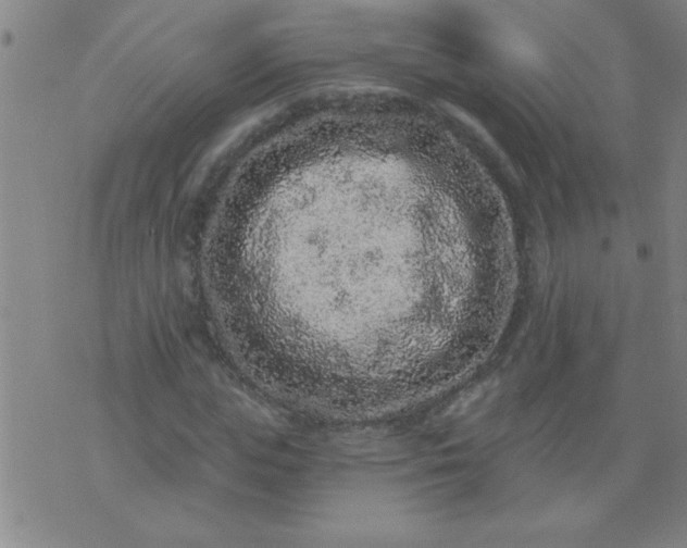 X0000076100823200610061704