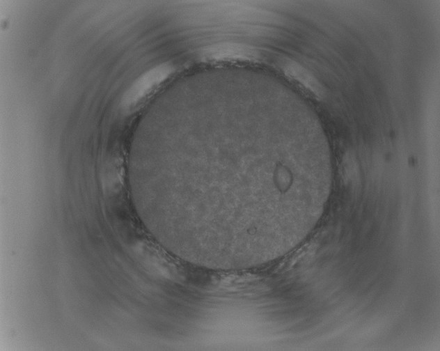 X0000076100824200610061704