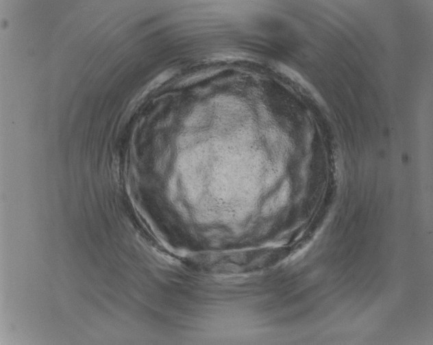 X0000076100825200610061704