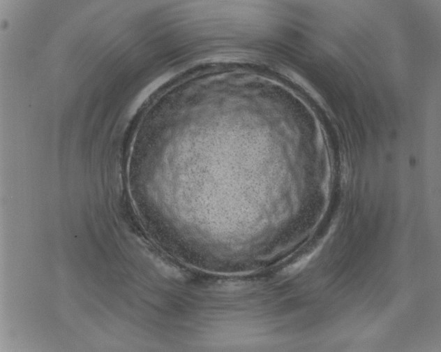 X0000076100829200610061704