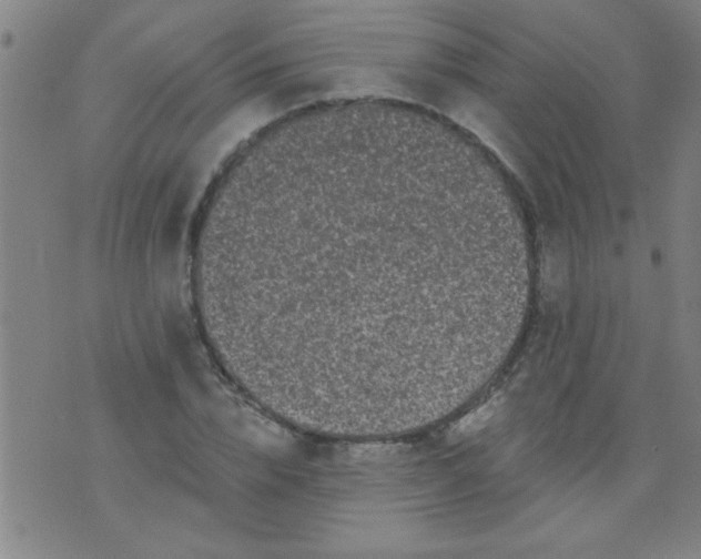 X0000076100832200610061704