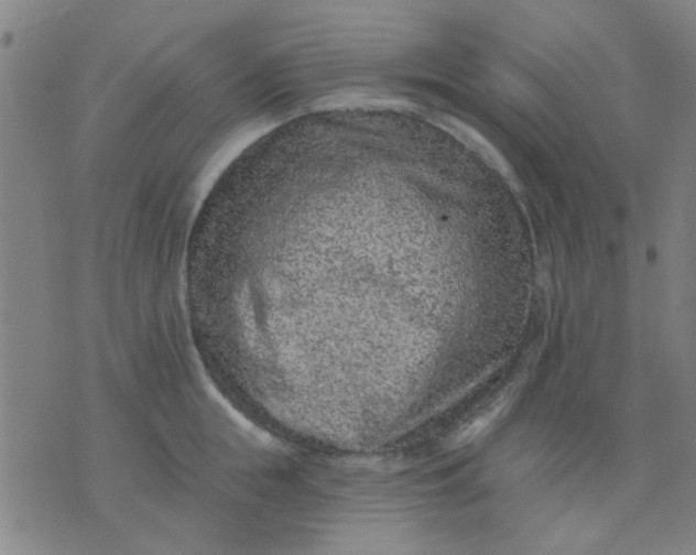 X0000076100855200610061705