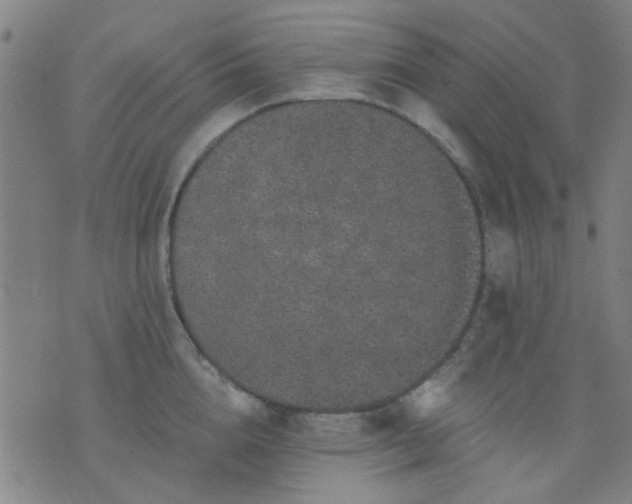 X0000076100856200610061705