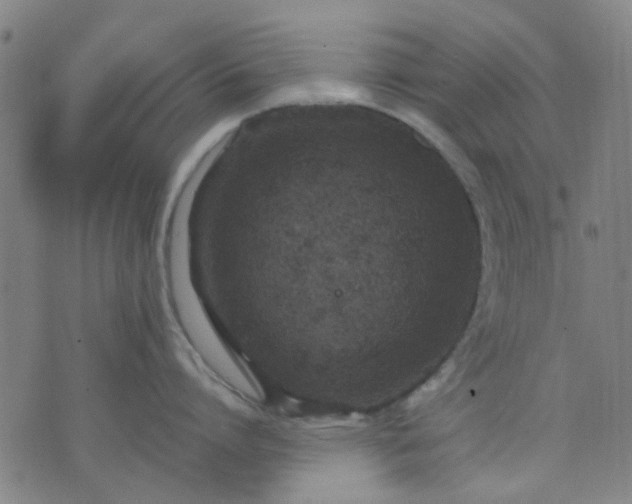 X0000076100864200610061705