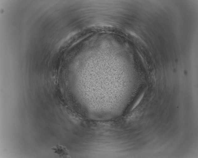 X0000076100870200610061704