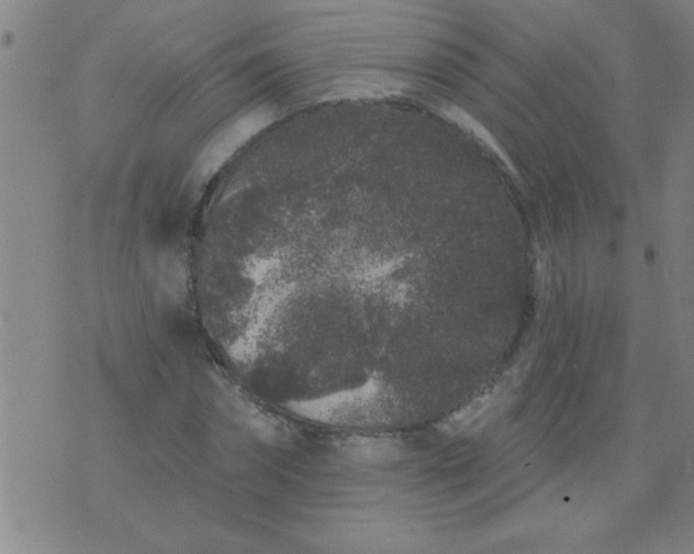 X0000076100874200610061704