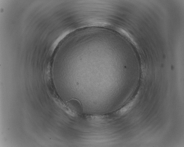 X0000076100875200610061704