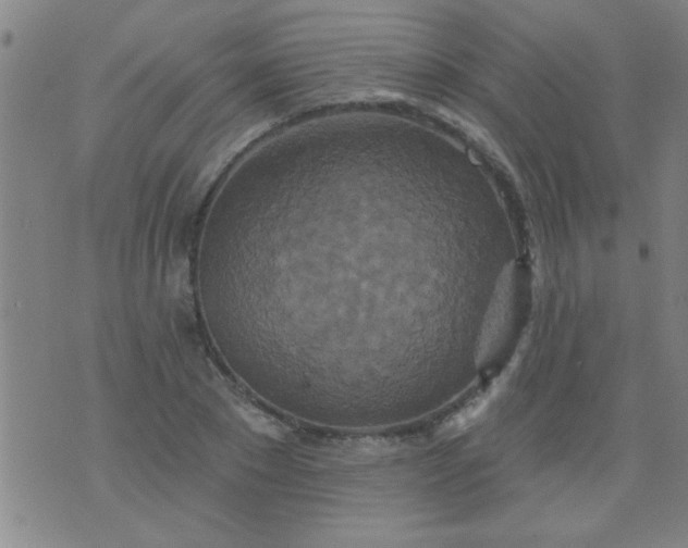 X0000076100881200610061704