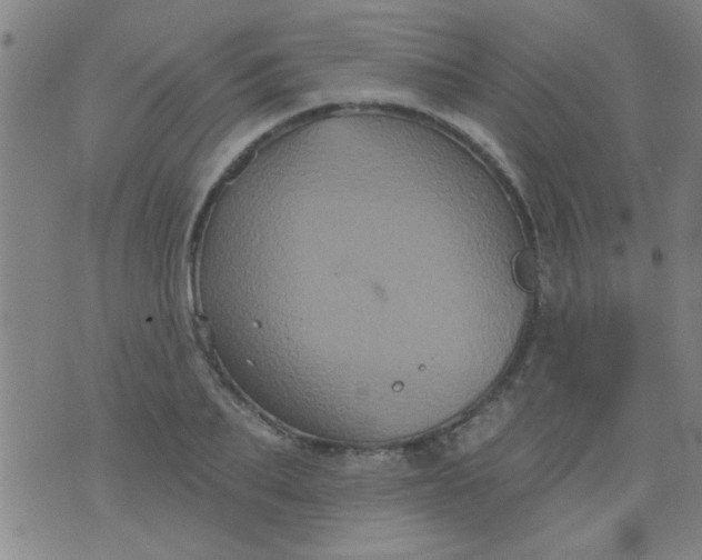 X0000076100887200610061704