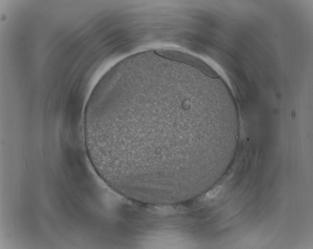 X0000076100911200610061703