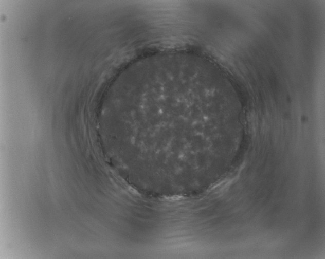 X0000076100913200610061703