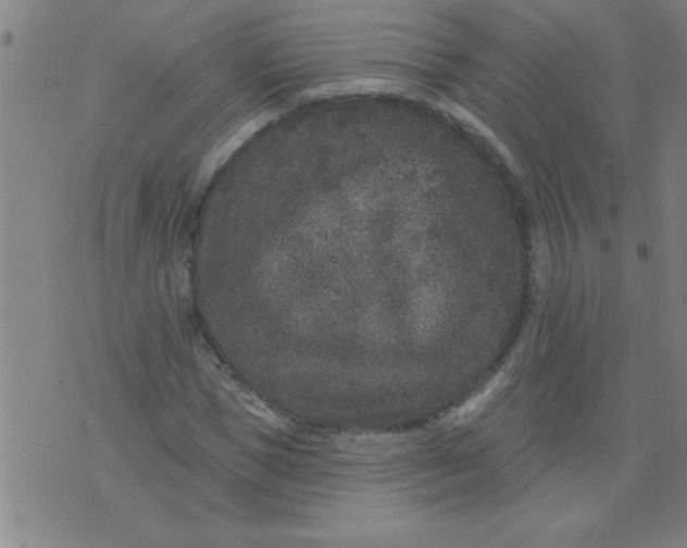 X0000076100921200610061703