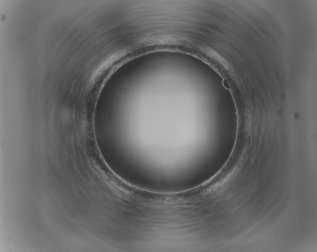 X0000076100922200610061703