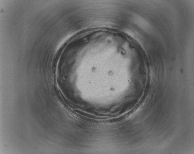 X0000076100925200610061703