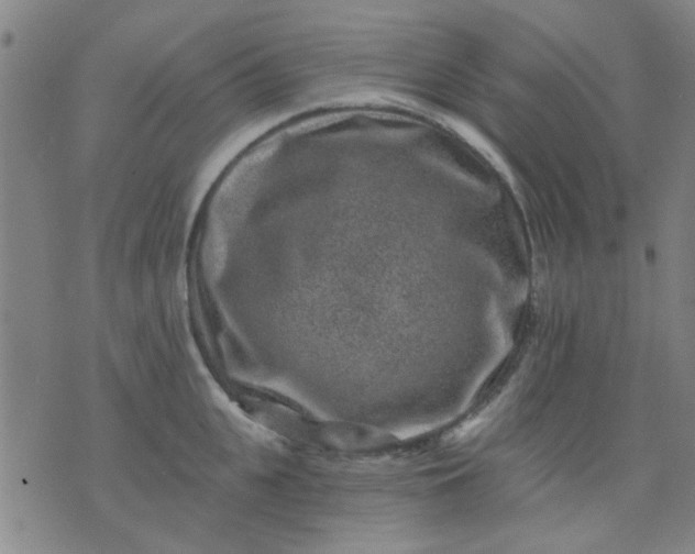 X0000076100951200610061703