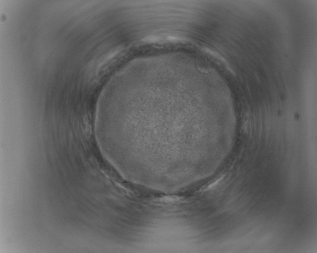 X0000076100966200610061702