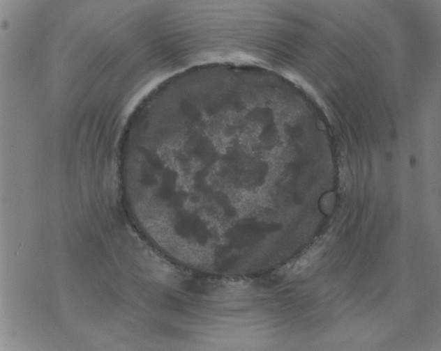 X0000076100975200610061702