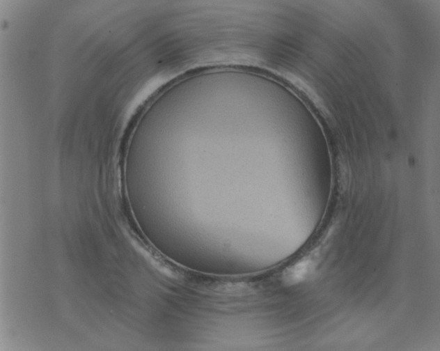 X0000076100982200610061702