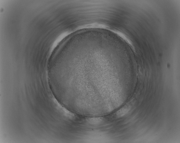 X0000076100998200610061702