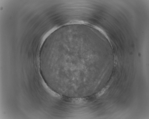 X0000076101003200610061702