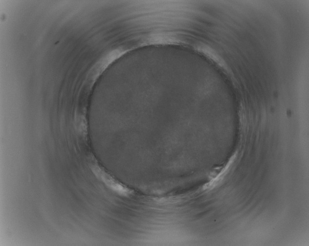 X0000076101025200610061701