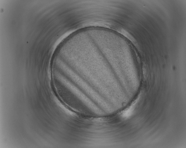 X0000076101028200610061701