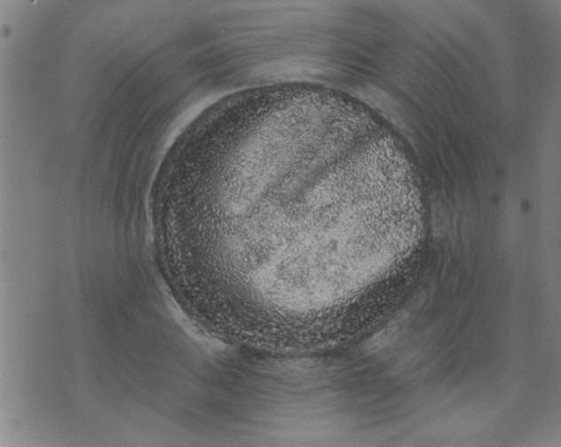 X0000076101031200610061701