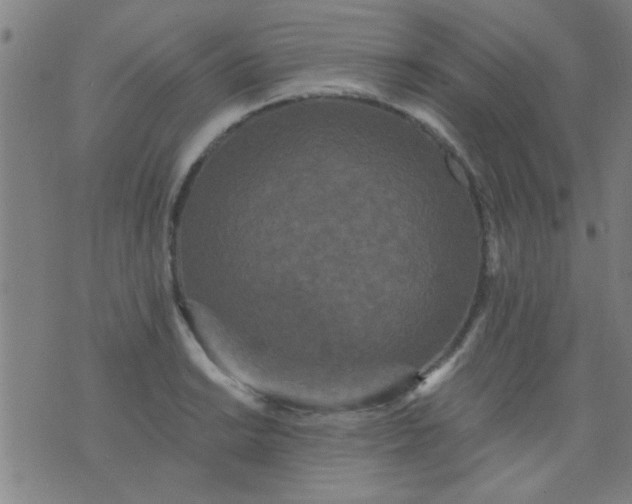 X0000076101038200610061701