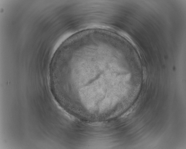 X0000076101048200610061702