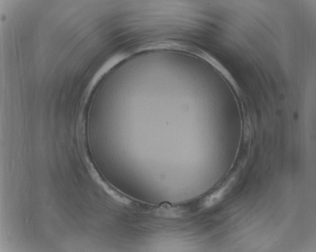 X0000076101053200610061702