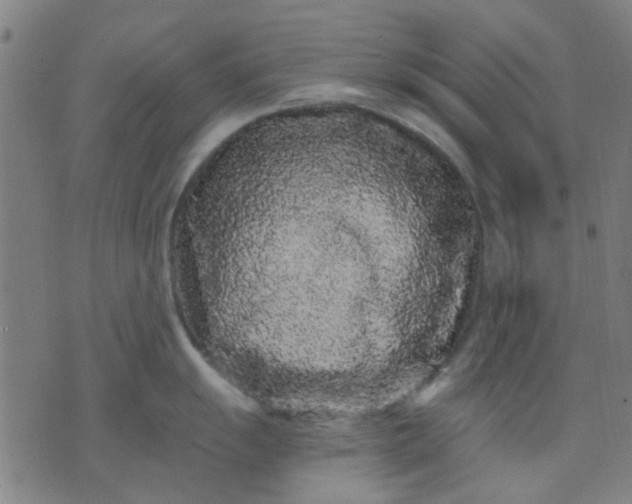 X0000076101055200610061702