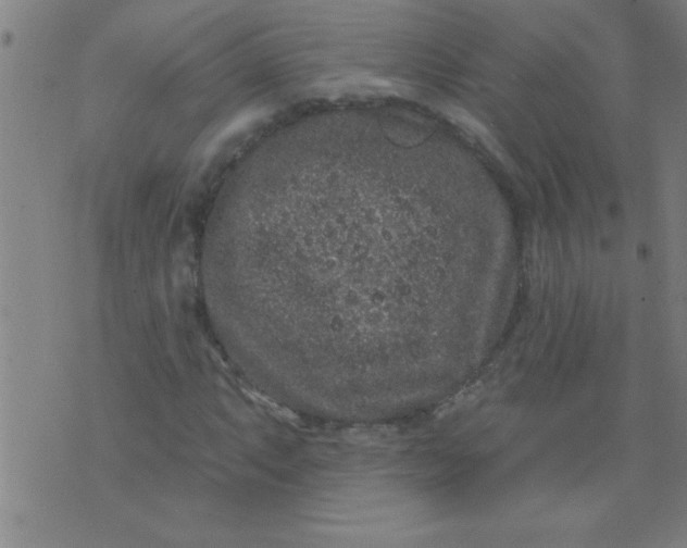 X0000076101063200610061701