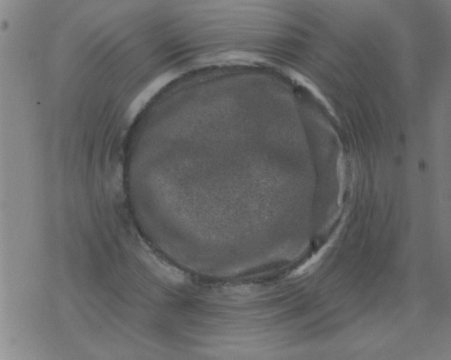 X0000076101066200610061701