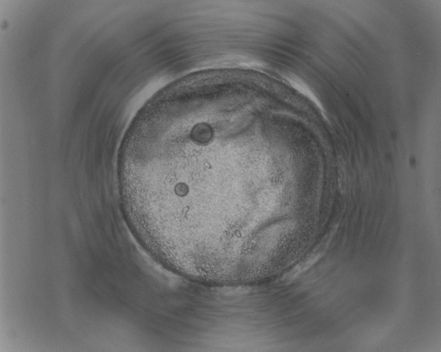 X0000076101087200610061700