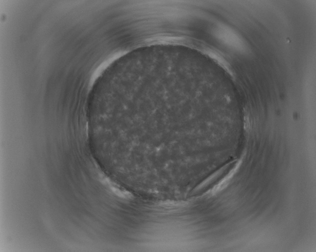 X0000076101117200610061700