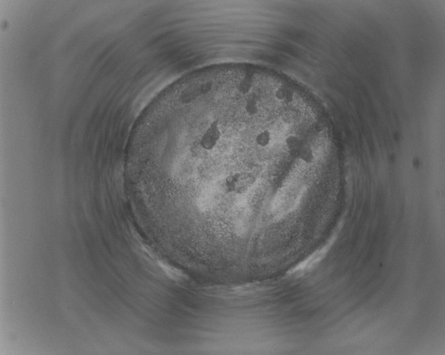 X0000076101121200610061700