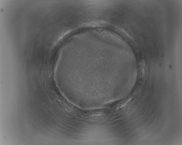 X0000076101158200610061659