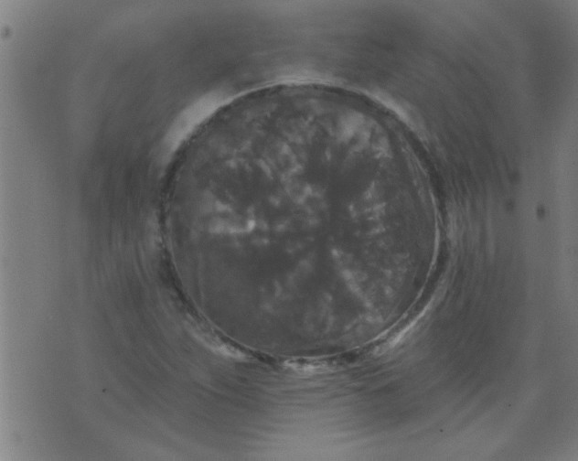 X0000076101263200610061658